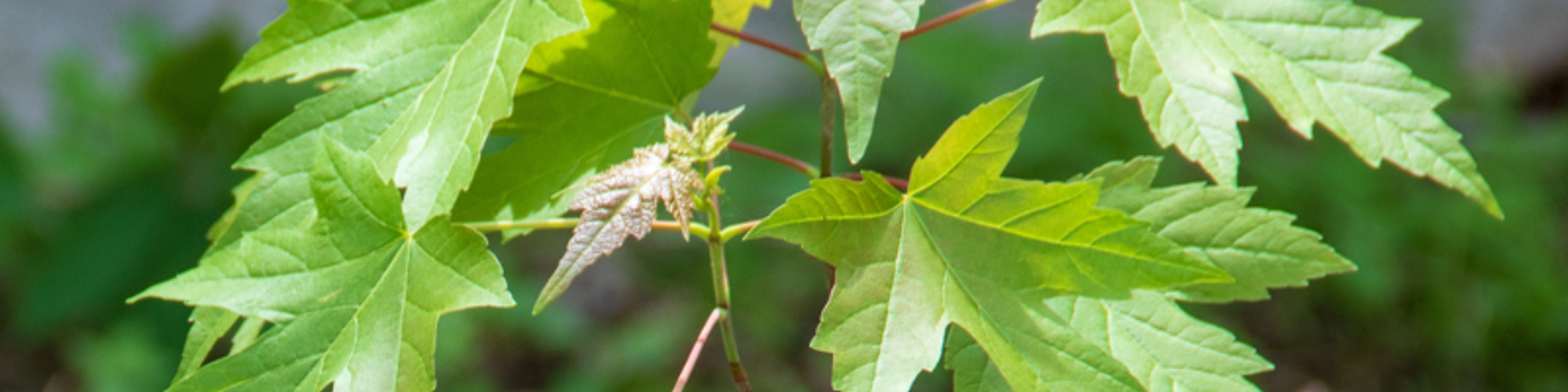 Energy Savings through Landscaping
